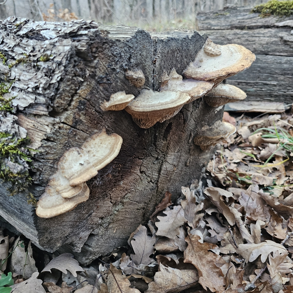 Fomitopsis quercina · November 2025 · photo: © zakharenko_yuliya (iNaturalist, cc-by)
