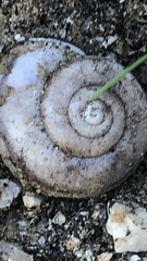 Cahuillus indioensis