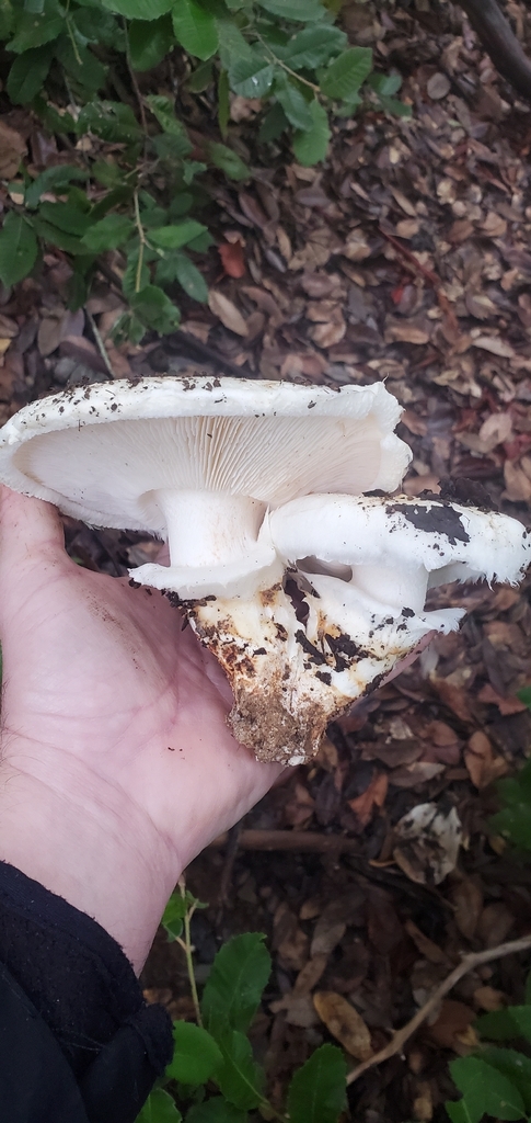 Tricholoma murrillianum · November 2025 · photo: © eric_austin (iNaturalist, cc-by)