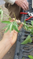 Lippia stoechadifolia