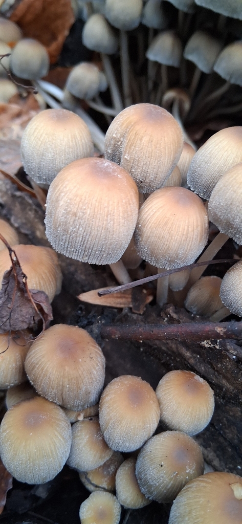 Coprinellus micaceus · November 2025 · photo: © jayde_2001 (iNaturalist, cc-by)