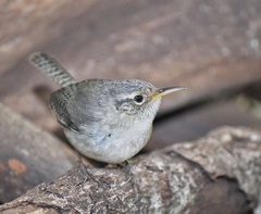 Socorro Wren photo 3