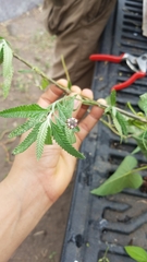 Lippia stoechadifolia