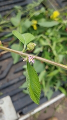 Lippia stoechadifolia