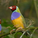 Gouldian Finch - Photo (c) Josh More, some rights reserved (CC BY-NC-ND)