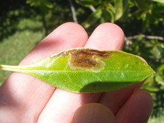 Liriomyza citreifemorata