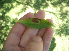 Liriomyza citreifemorata