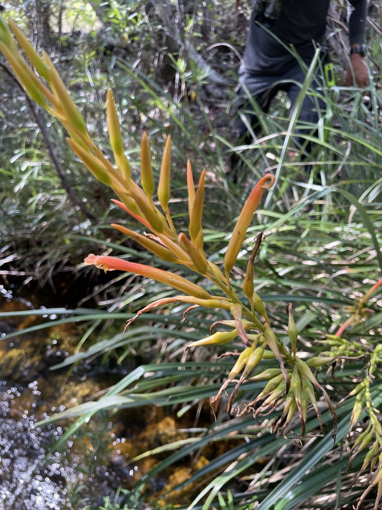 Pitcairnia bradei