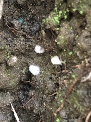 Cyphellaceae