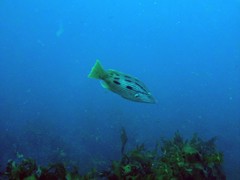 Bodianus unimaculatus