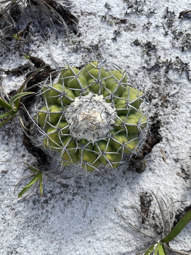 Discocactus placentiformis
