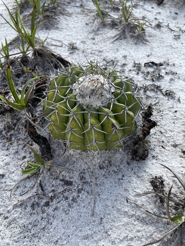 Discocactus placentiformis
