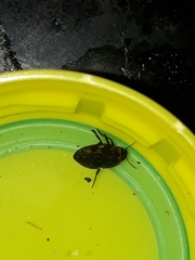 Nectoboreus aequinoctialis