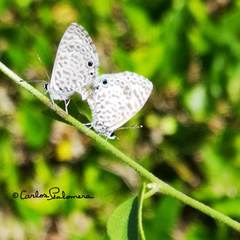 Leptotes cassius cassidula