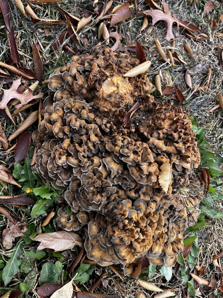 Grifola frondosa · November 2025 · photo: © sigridjakob (iNaturalist, cc0)