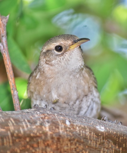 Socorro Wren (Troglodytes sissonii), photo 8