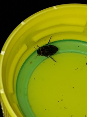 Nectoboreus aequinoctialis