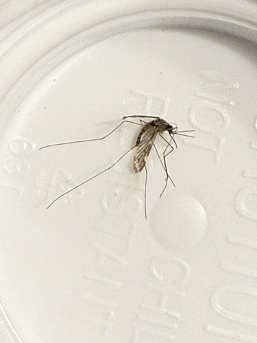 Unknown species found near Cayuga Ct, Burlington, VT, US