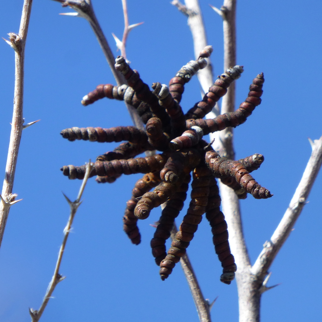 Prosopis pubescens Benth. 3