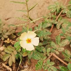 Kallstroemia rosei