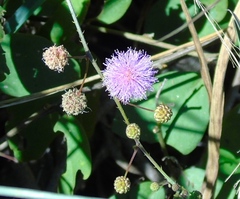 Mimosa quadrivalvis diffusa