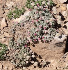 Eriogonum gracilipes