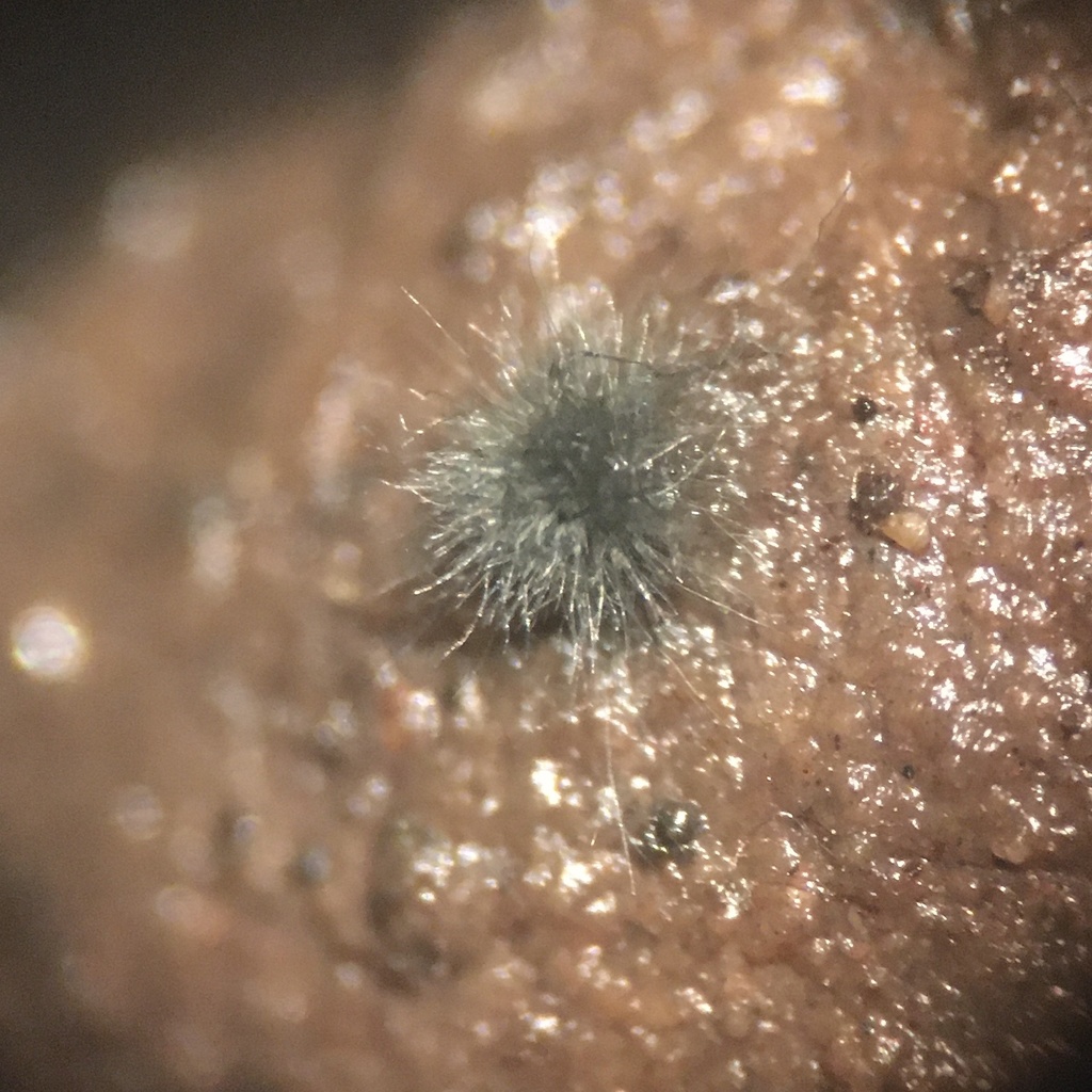 Trichocladium