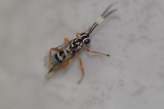 Lymeon orbus
