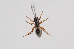 Lymeon orbus