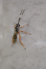 Lymeon orbus