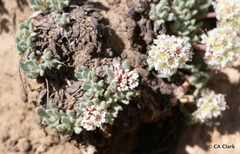 Eriogonum gracilipes