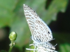 Leptotes cassius cassidula