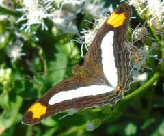 Adelpha iphicleola iphicleola