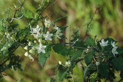 Funastrum pannosum