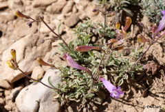 Penstemon scapoides