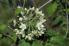 Funastrum pannosum