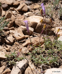 Penstemon scapoides