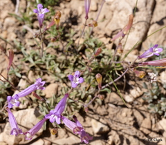 Penstemon scapoides