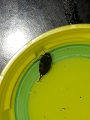 Nectoboreus aequinoctialis