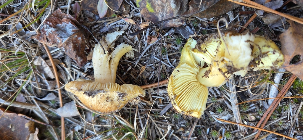 Tricholoma equestre
