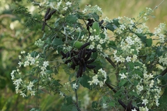 Funastrum pannosum