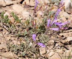 Penstemon scapoides