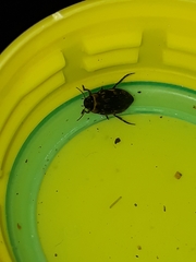 Nectoboreus aequinoctialis