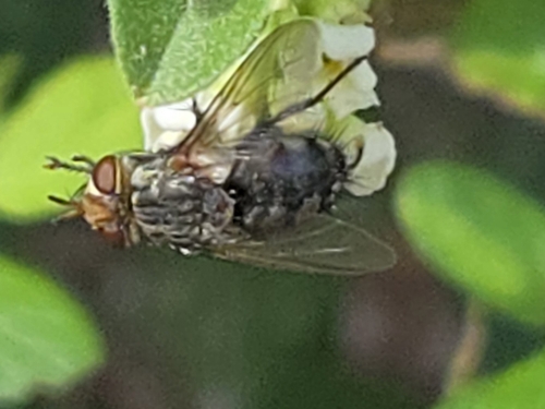 Unknown species found near Mission, TX, USA