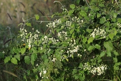 Funastrum pannosum