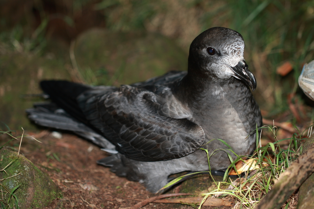 Providence Petrel (Pterodroma solandri) photo