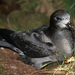 Providence Petrel - Photo (c) Toby Hudson, some rights reserved (CC BY-SA)