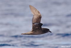 Providence Petrel photo 2