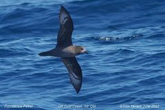 Providence Petrel photo 3