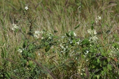Funastrum pannosum